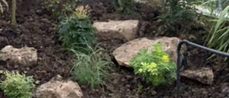 A garden with various plants and a black container.