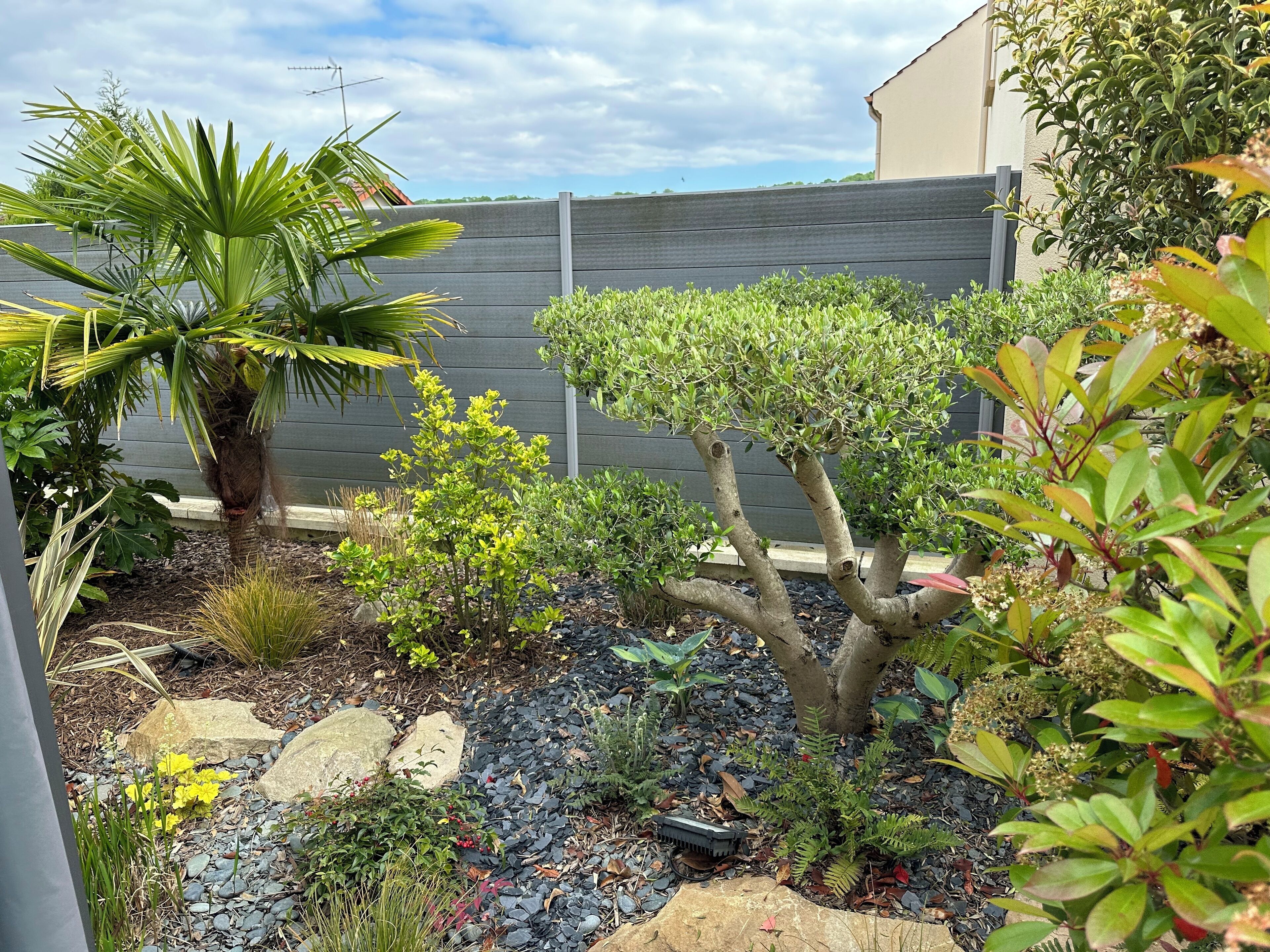 Un jardín con diferentes plantas, una palmera y un sendero de piedras.