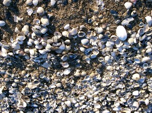 Unclassified image, 4 of 26, button - Damerow Dünenstraße - Holiday apartment (Zinnowitz)