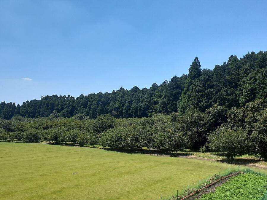 A large open field with a dense forest in the background.