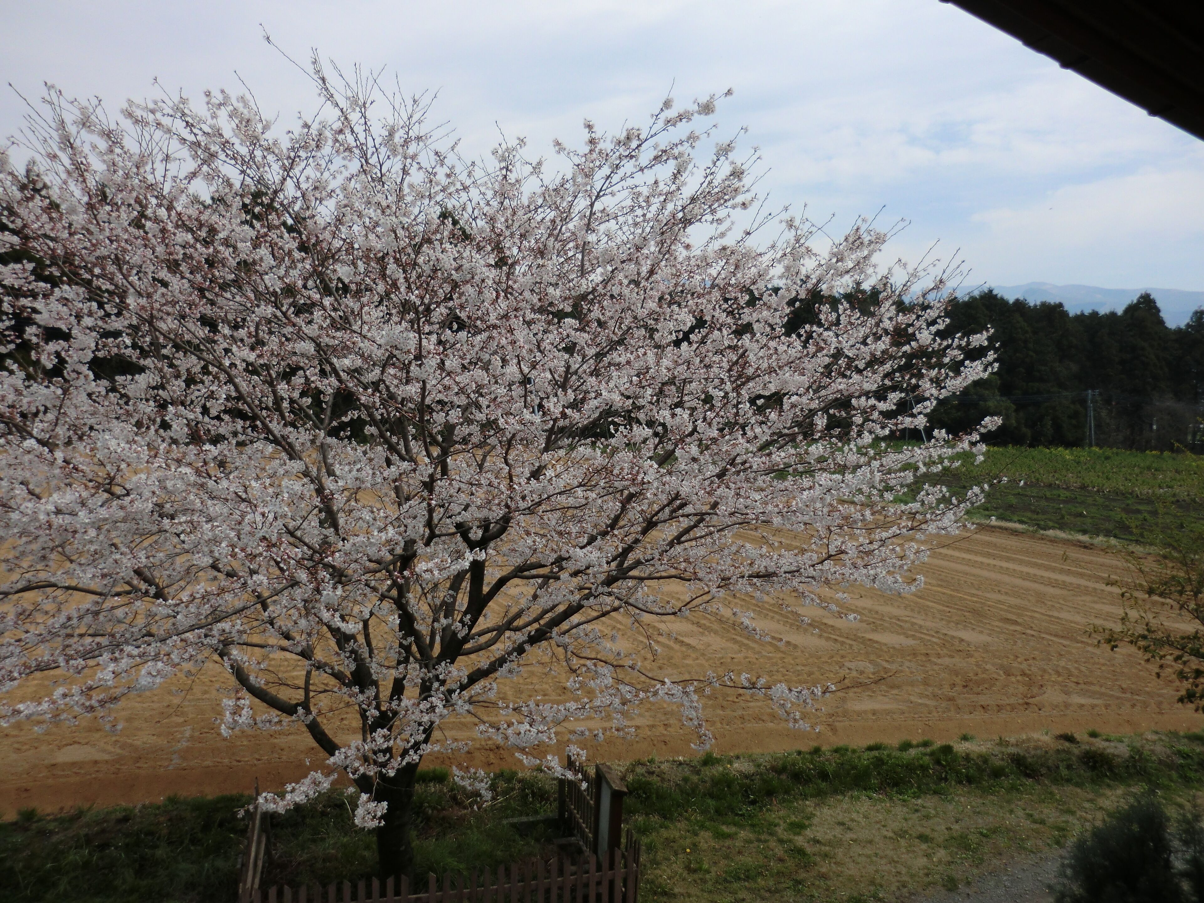 A tree with white blossoms in a rural setting.