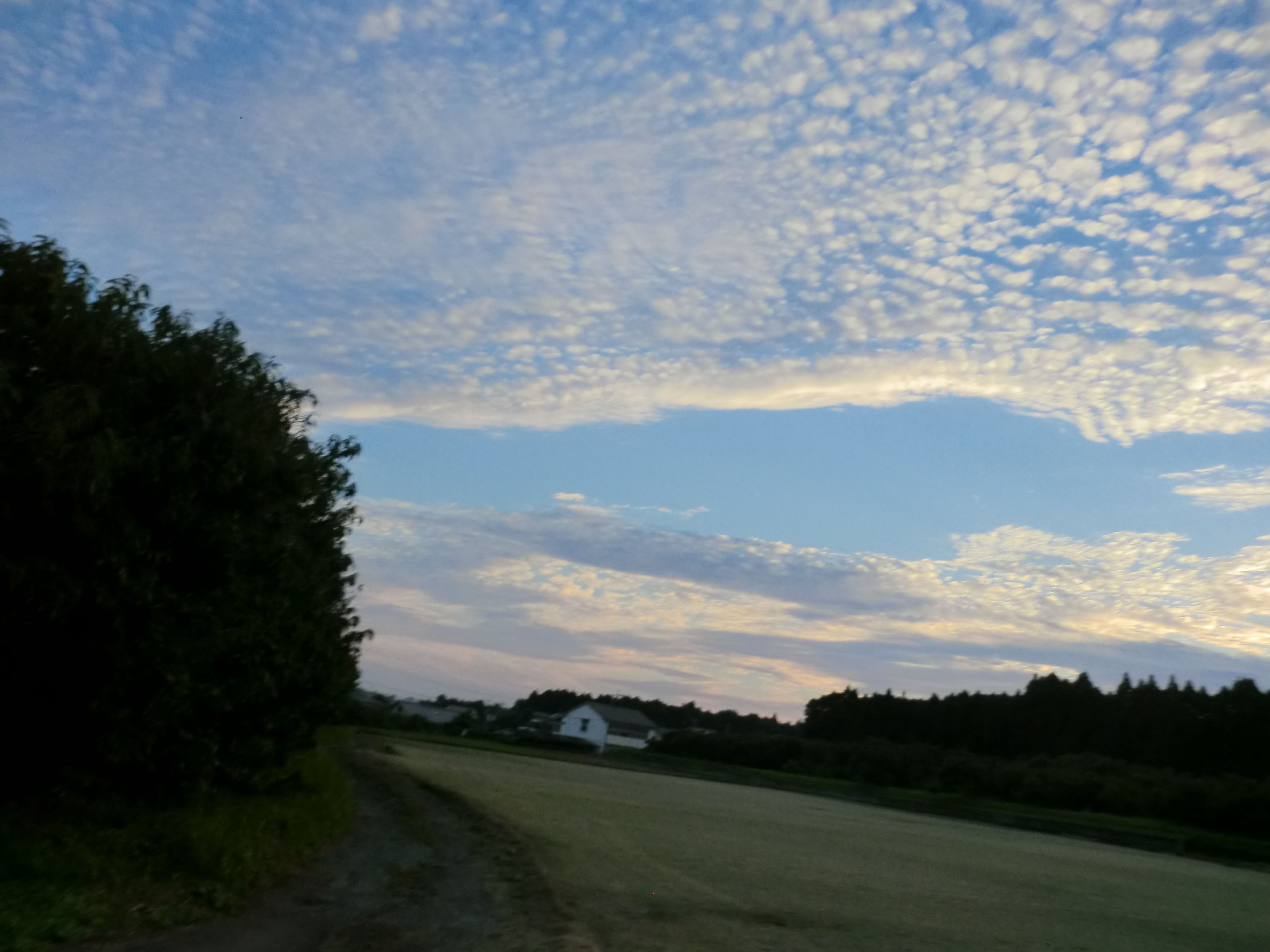 Un paysage rural avec un chemin de terre menant à une maison blanche entourée d’arbres.