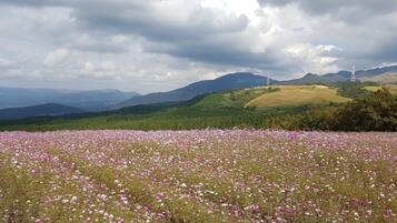 A field of pink flowers with a mountainous landscape in the background.