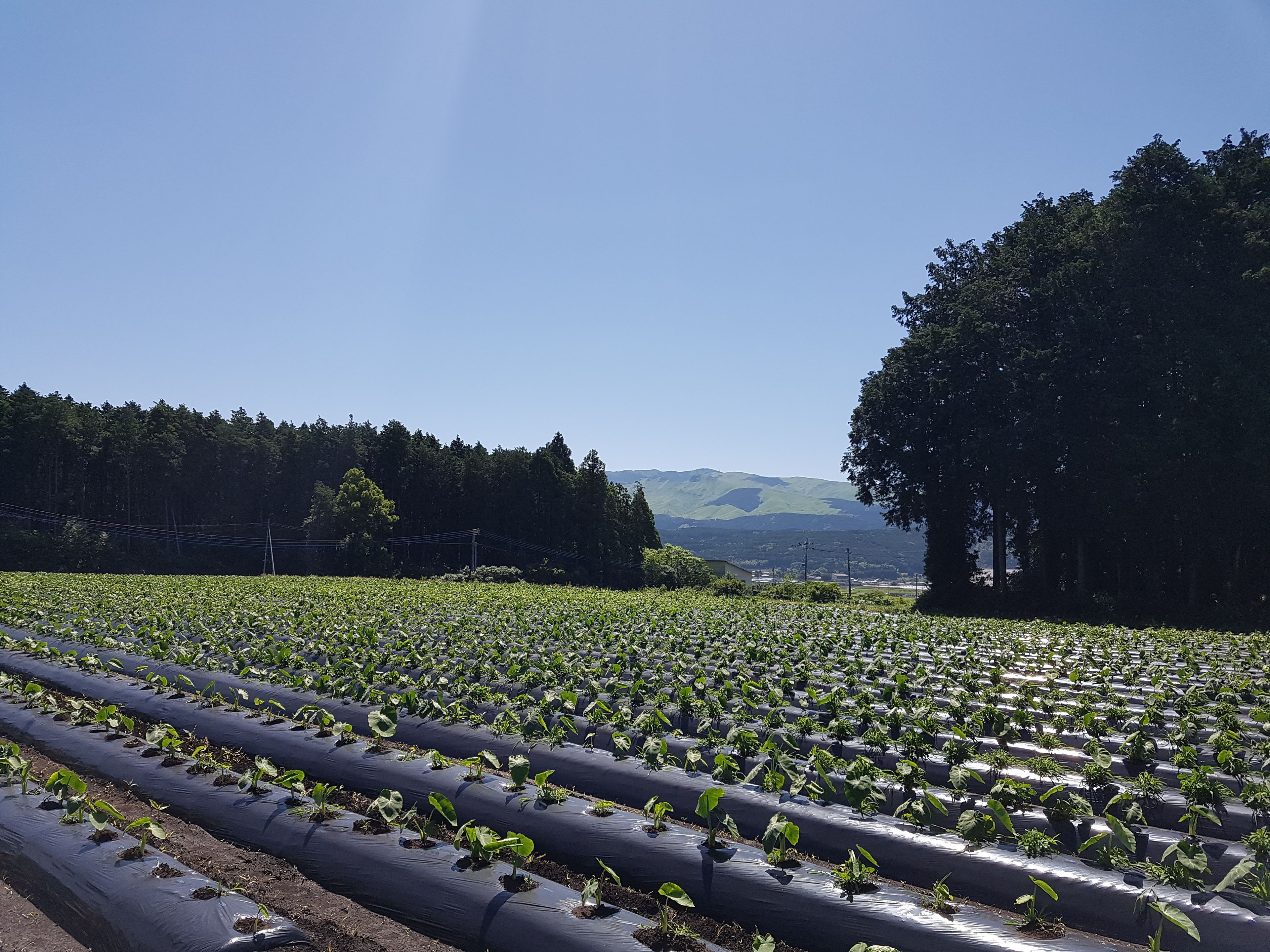 A field of crops under black plastic mulch rows with a forest and mountains in the background.