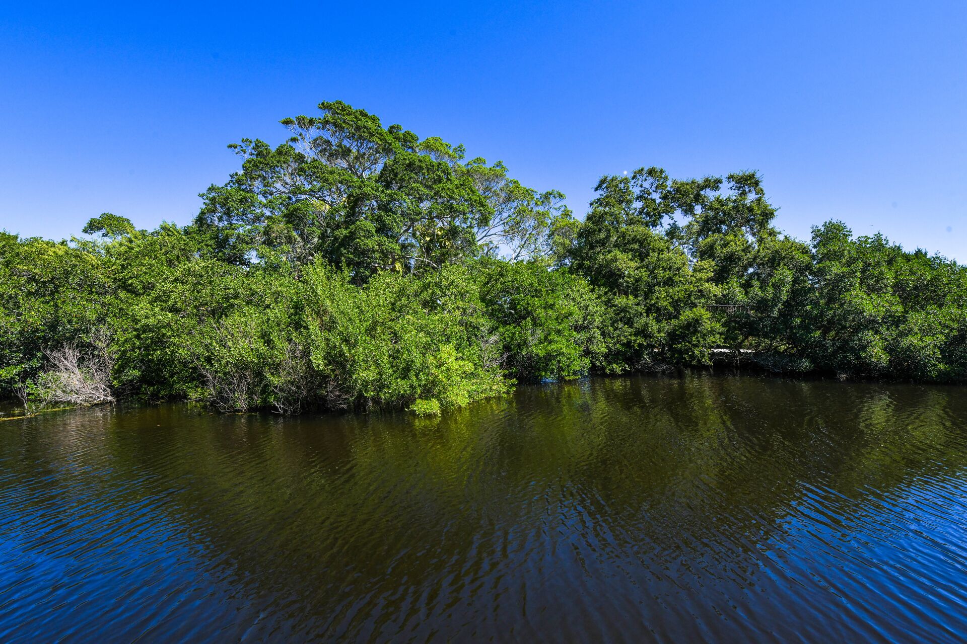 Un fiume calmo con vegetazione fitta e alberi che si riflettono nell'acqua.