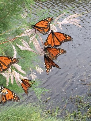 Uklassifisert bilde, 5 av 36, knapp