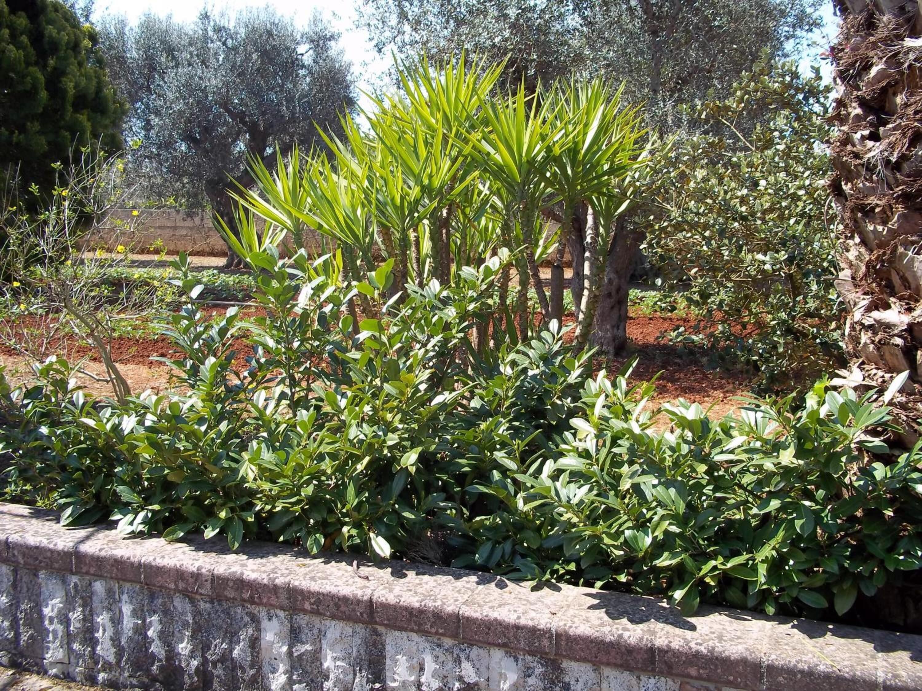 A garden with various plants and trees, including a palm-like plant and a tree with a thick trunk.