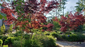 Um jardim com diversas plantas e árvores, um caminho pavimentado e um edifício ao fundo.