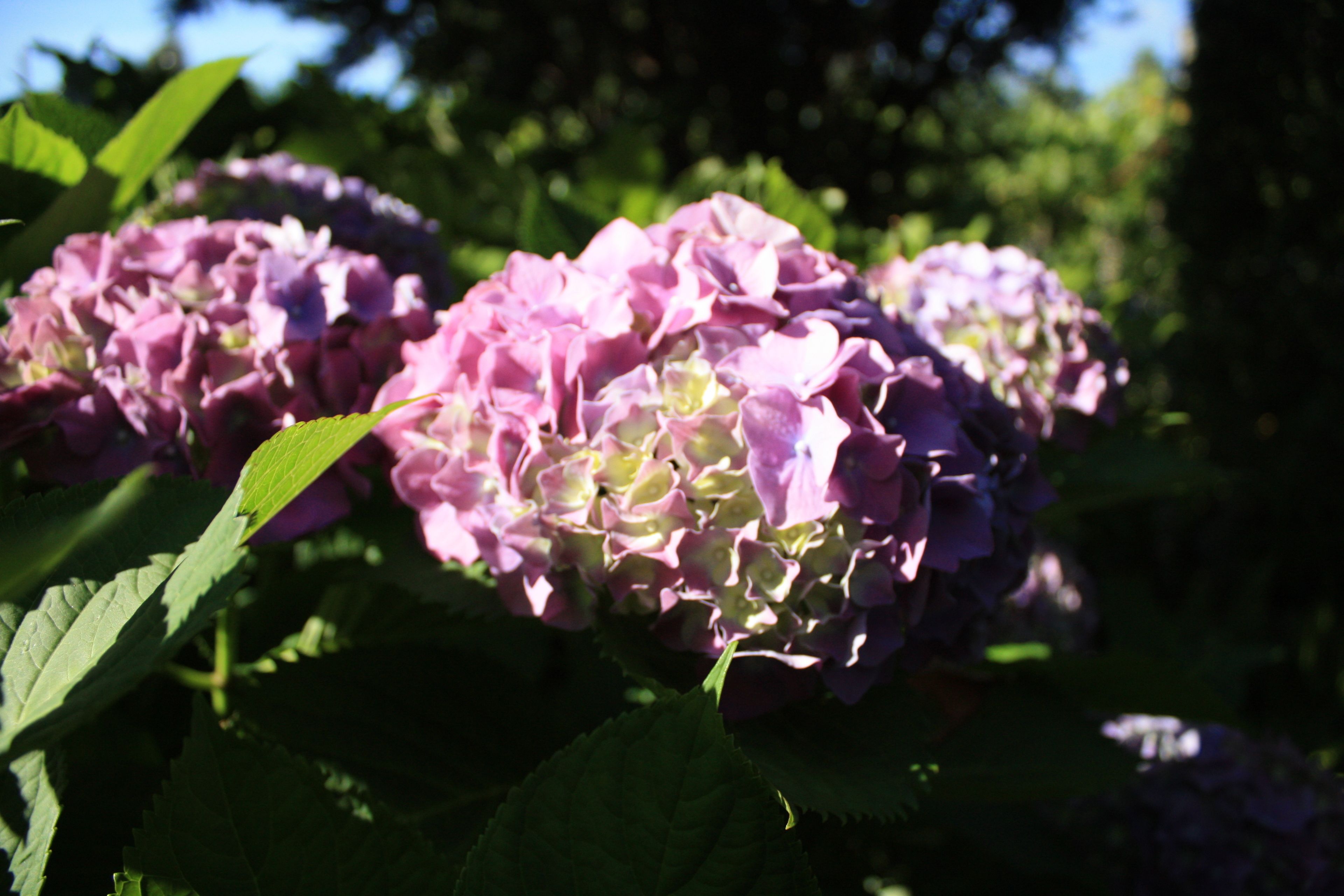 A cluster of pink hydrangea flowers with green leaves.