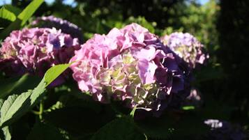 A cluster of pink hydrangea flowers with green leaves.