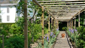 Un sendero en un jardín con una estructura de pérgola de madera, rodeado de diversas plantas y flores.