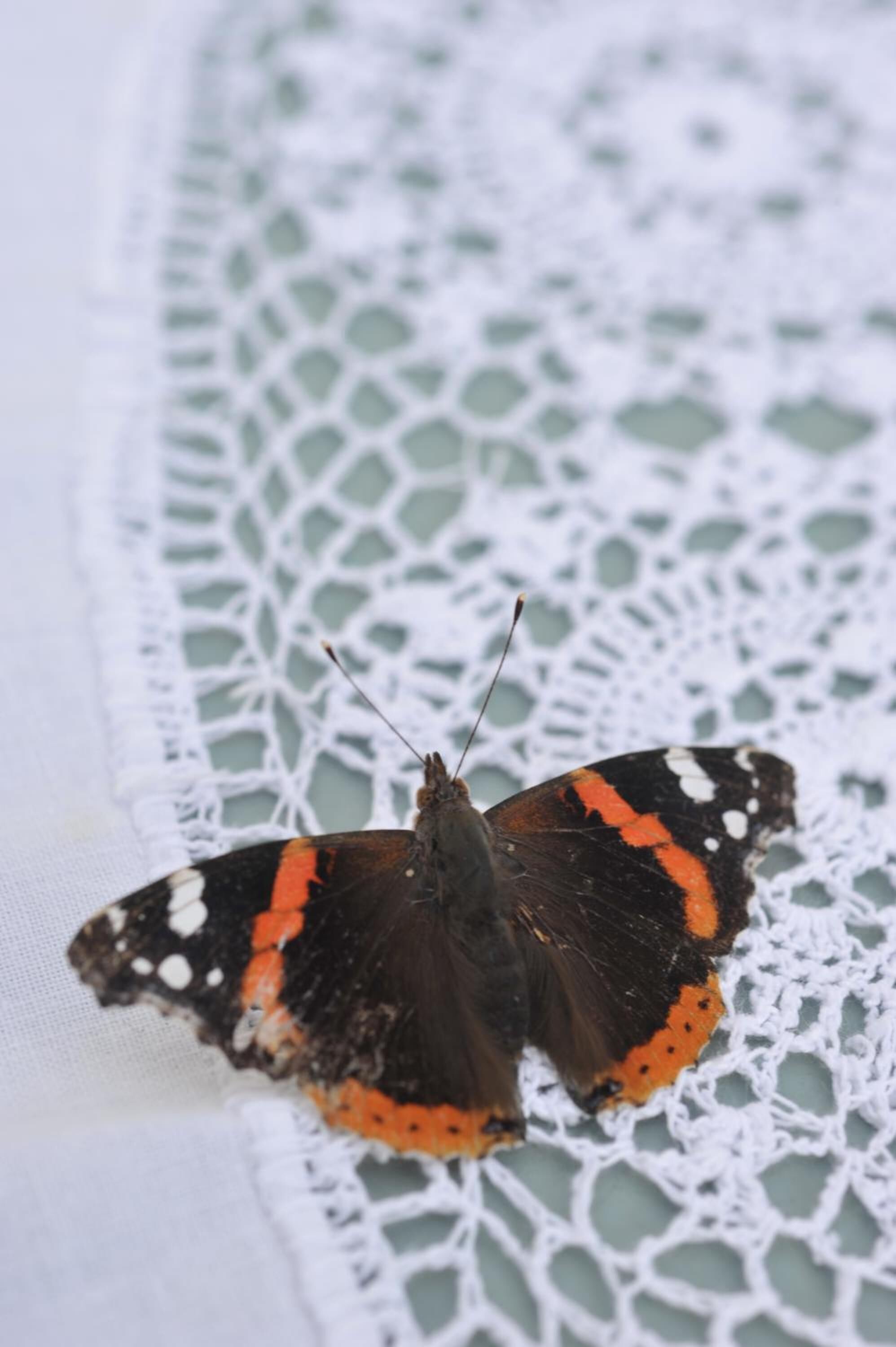 Una mariposa sobre una tela de encaje.