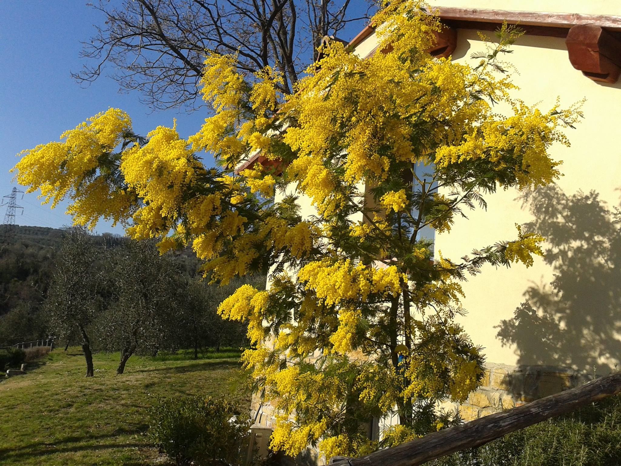 A building with a yellow facade and a tree with yellow flowers in front.