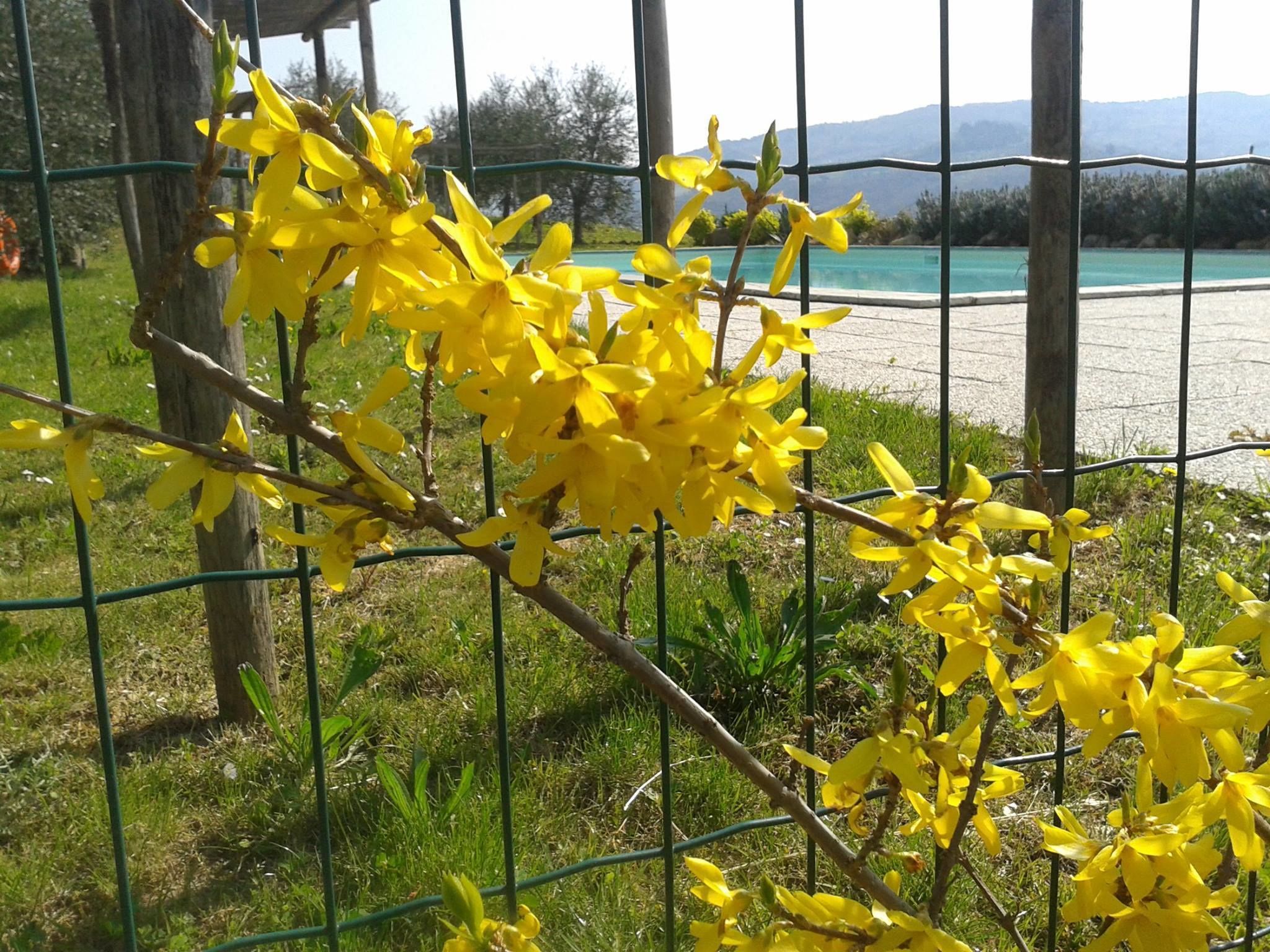 Un jardin avec des fleurs jaunes derrière une clôture en métal, avec un plan d’eau et des montagnes en arrière-plan.