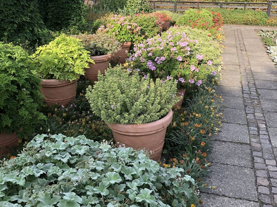 A garden pathway lined with large terracotta planters containing various green plants and flowering plants.