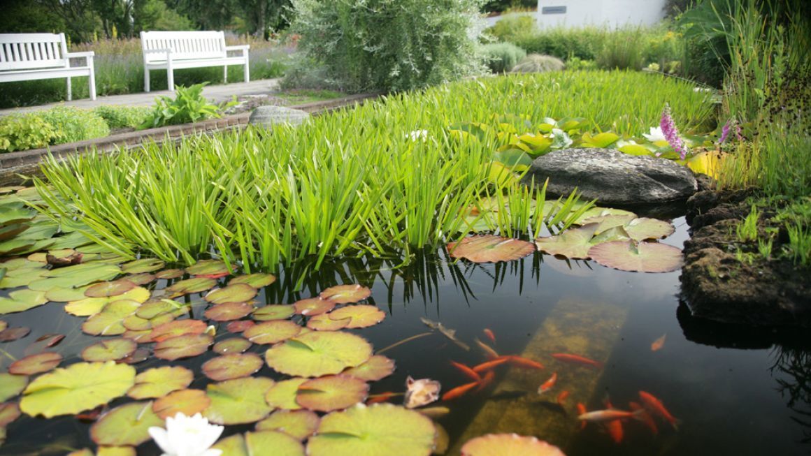 Un étang orné de nénuphars, de lotus et de carpes koï.
