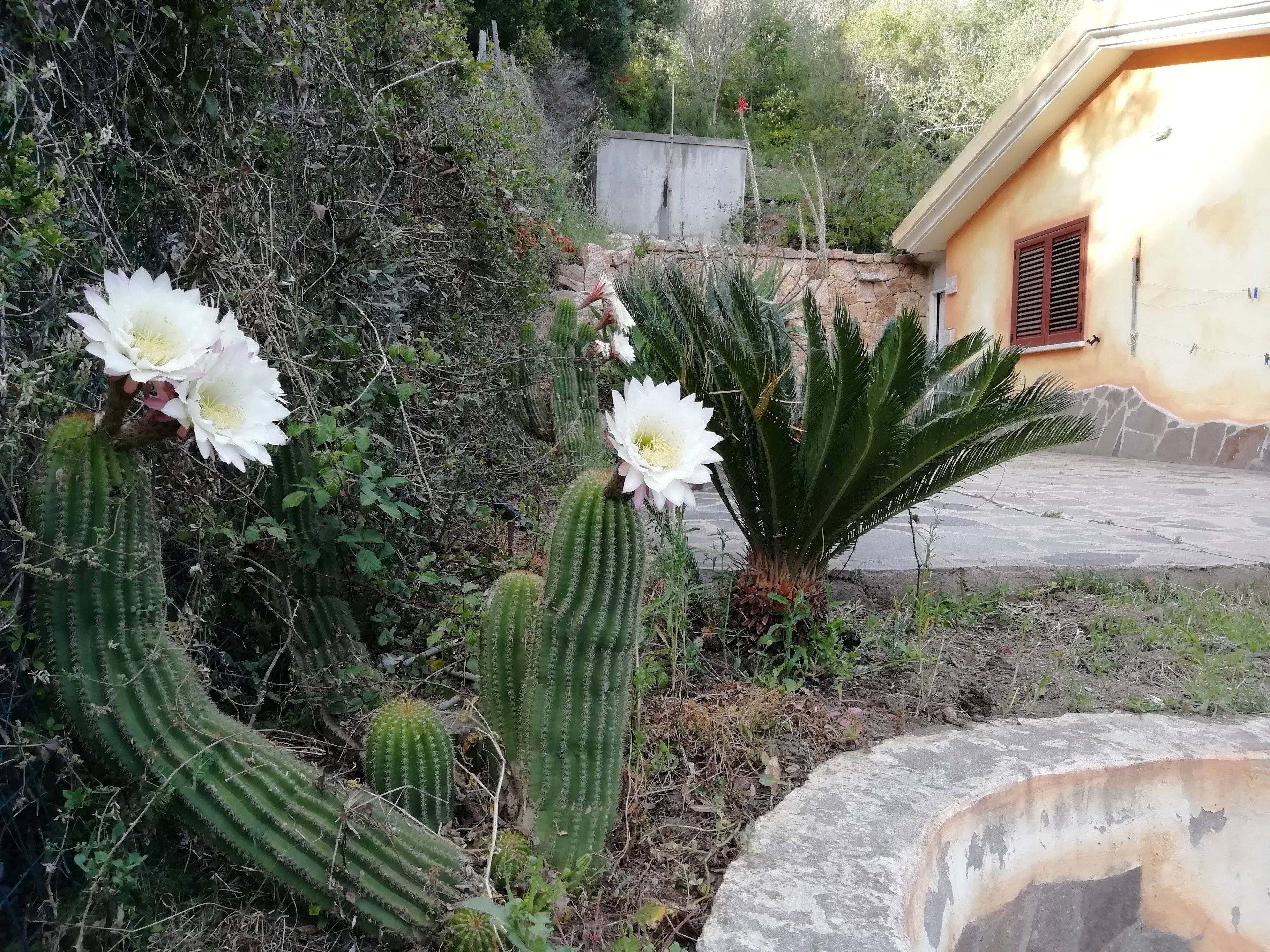 Foto - In campagna da Nino