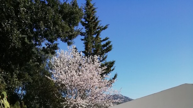 A modern building with a white exterior, a paved courtyard, and a cherry blossom tree. - In Campagna da Nino (Olbia)