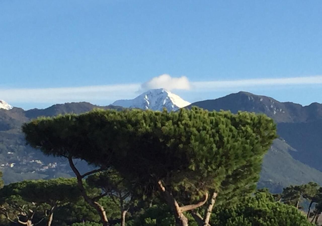 Un paisaje montañoso con un árbol destacado en primer plano y un pico nevado al fondo.