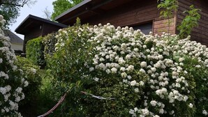 A wooden house with a dense shrubbery in front.