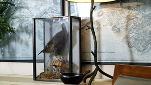 A framed bird specimen, a lamp, and a map on a wall. - Melville House (Crieff)
