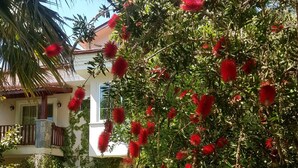 Un chemin menant à une maison ornée d’un arbre à fleurs rouges et bordée de haies bien entretenues.