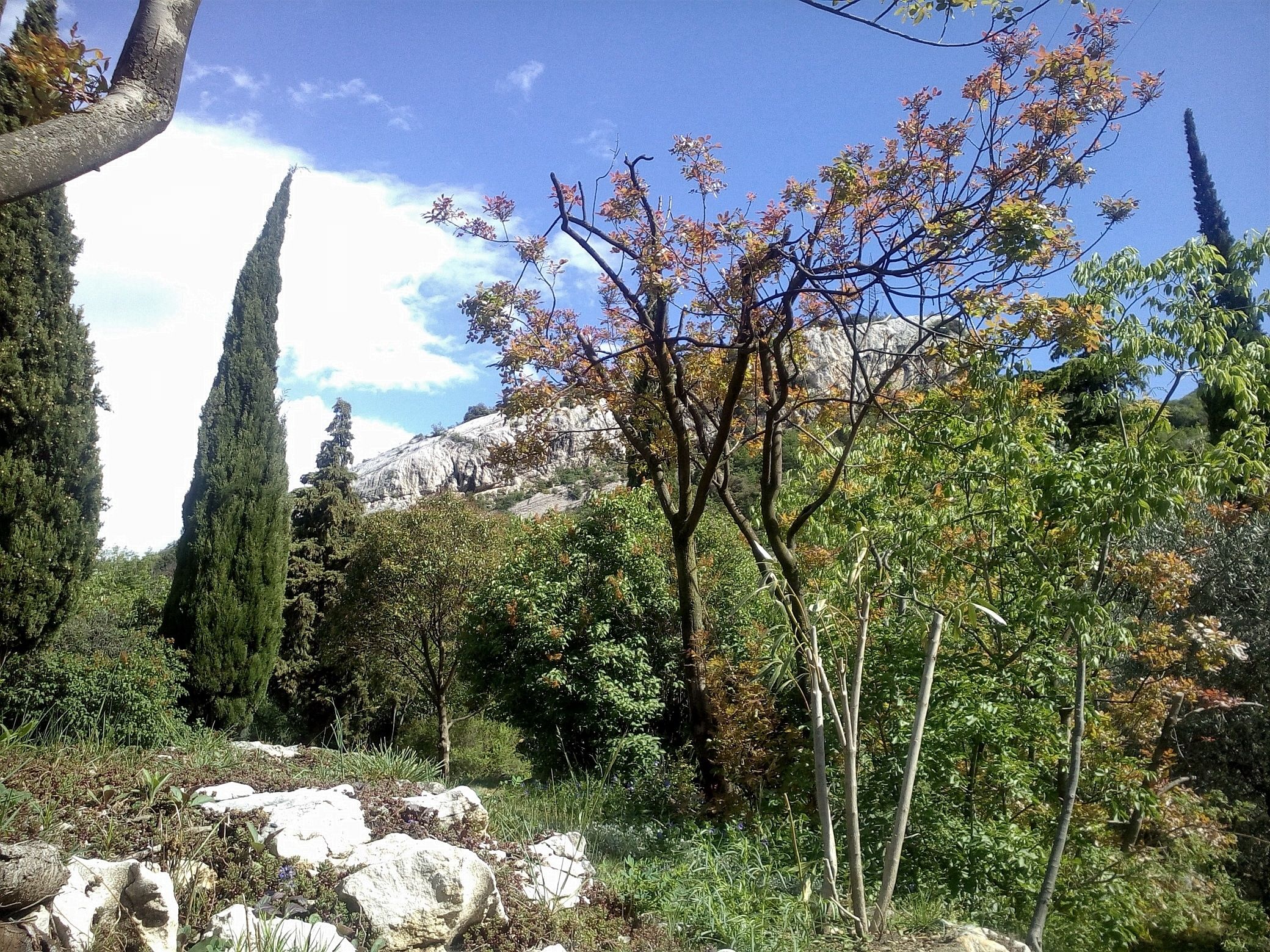 Paisaje natural con terreno rocoso, árboles y cielo despejado.