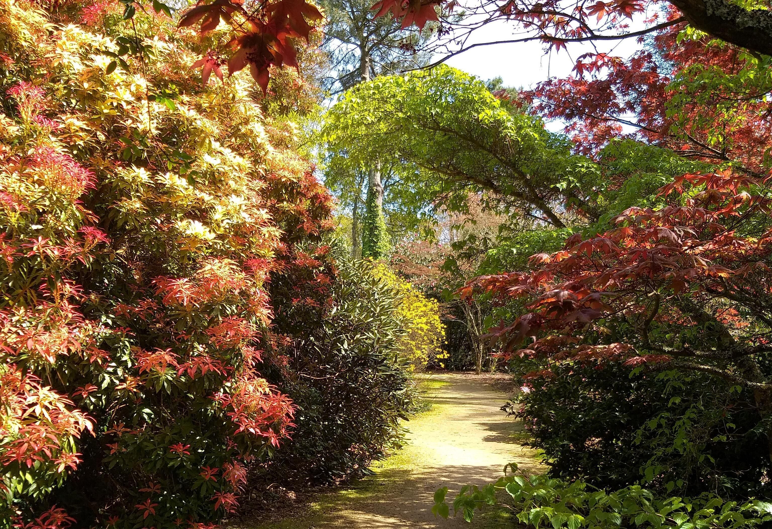 A garden pathway surrounded by lush foliage and trees.