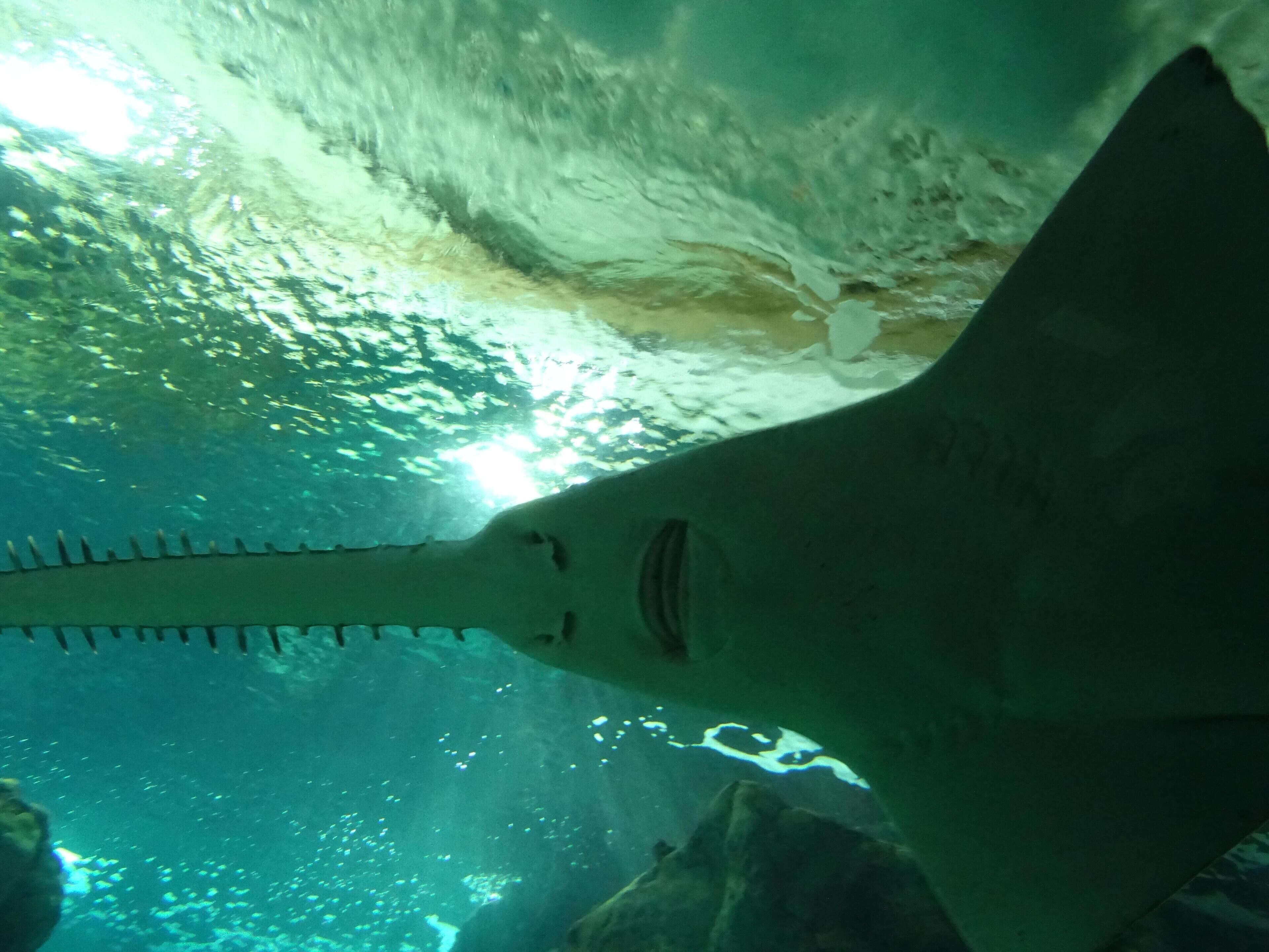Onderwaterbeeld van een haai in een heldere tank, met rotsen en water.