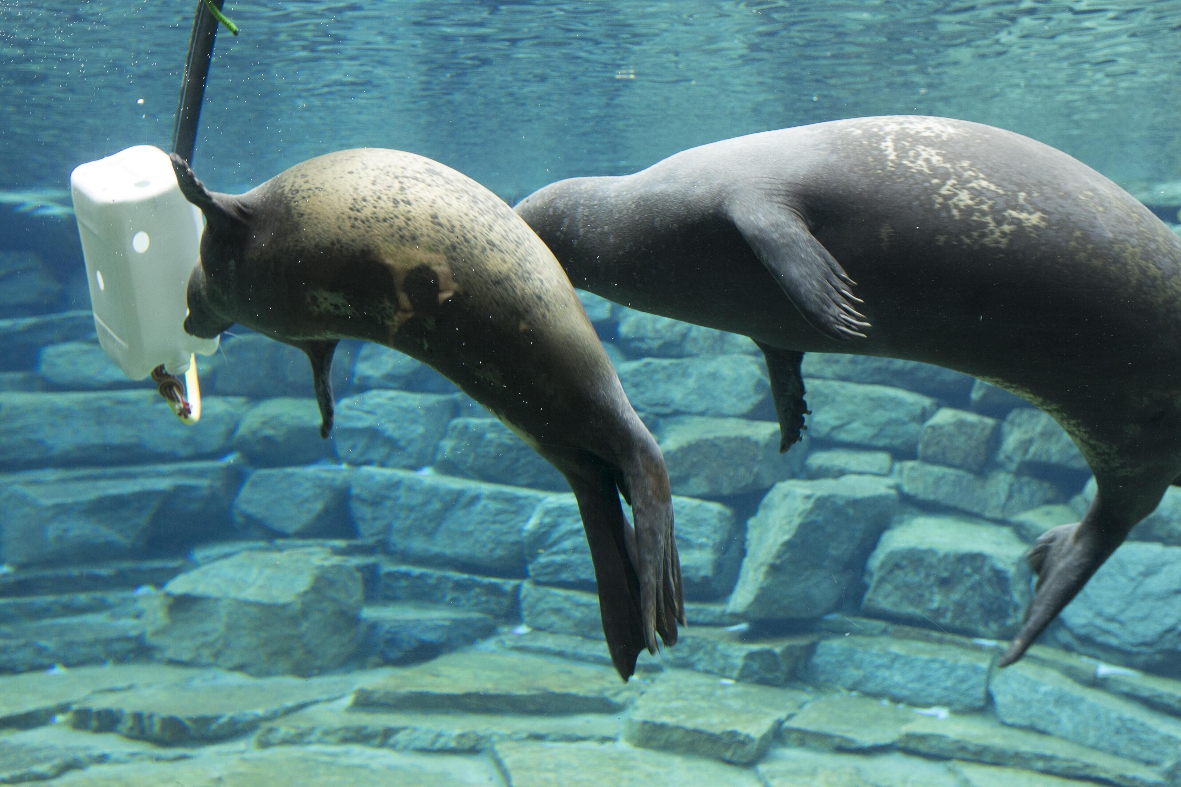A seal interacting with a white feeding device in an aquarium setting.