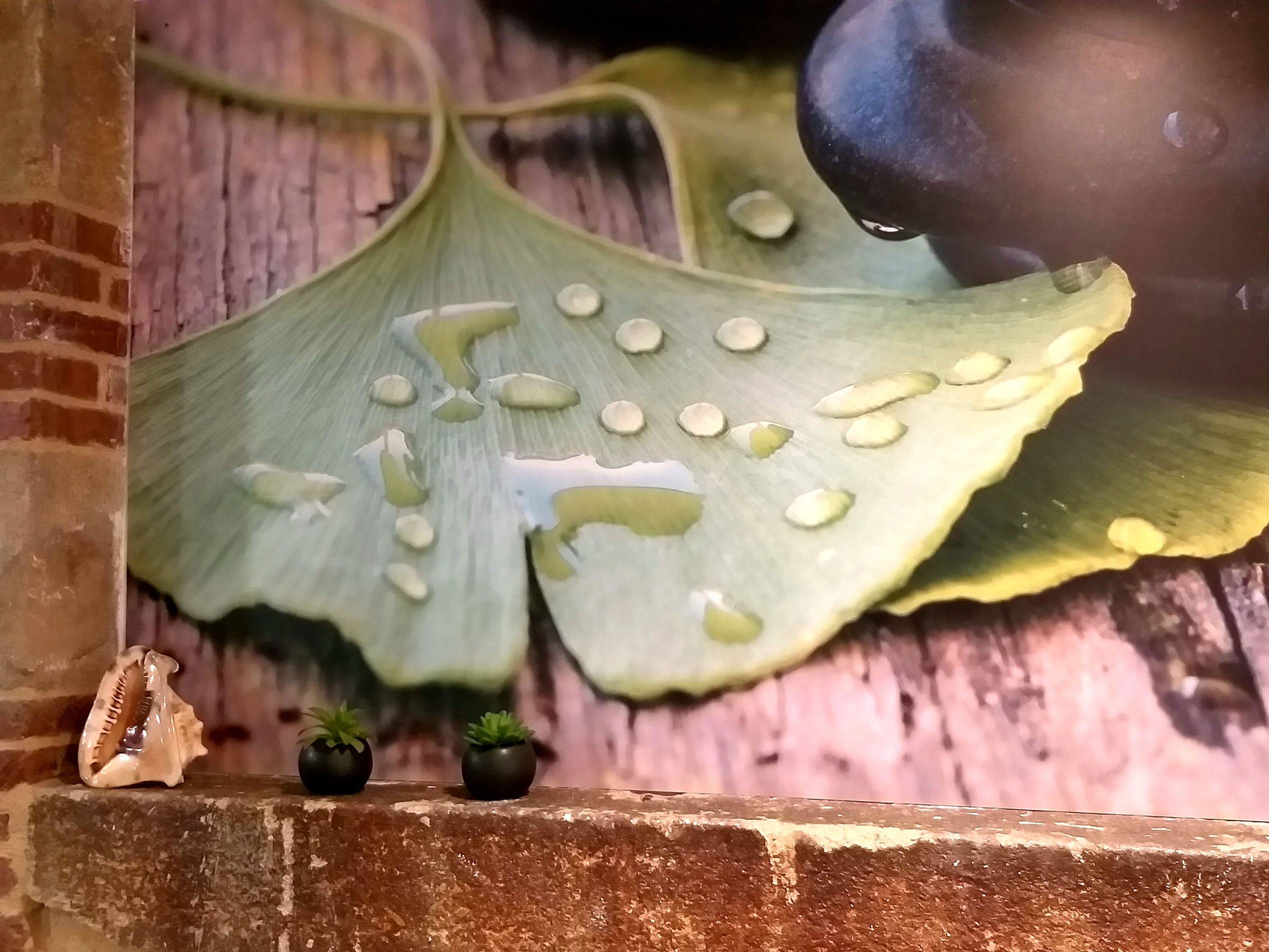 A large green leaf with water droplets on a brick wall.