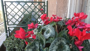 Un balcón con flores rojas y celosía verde.