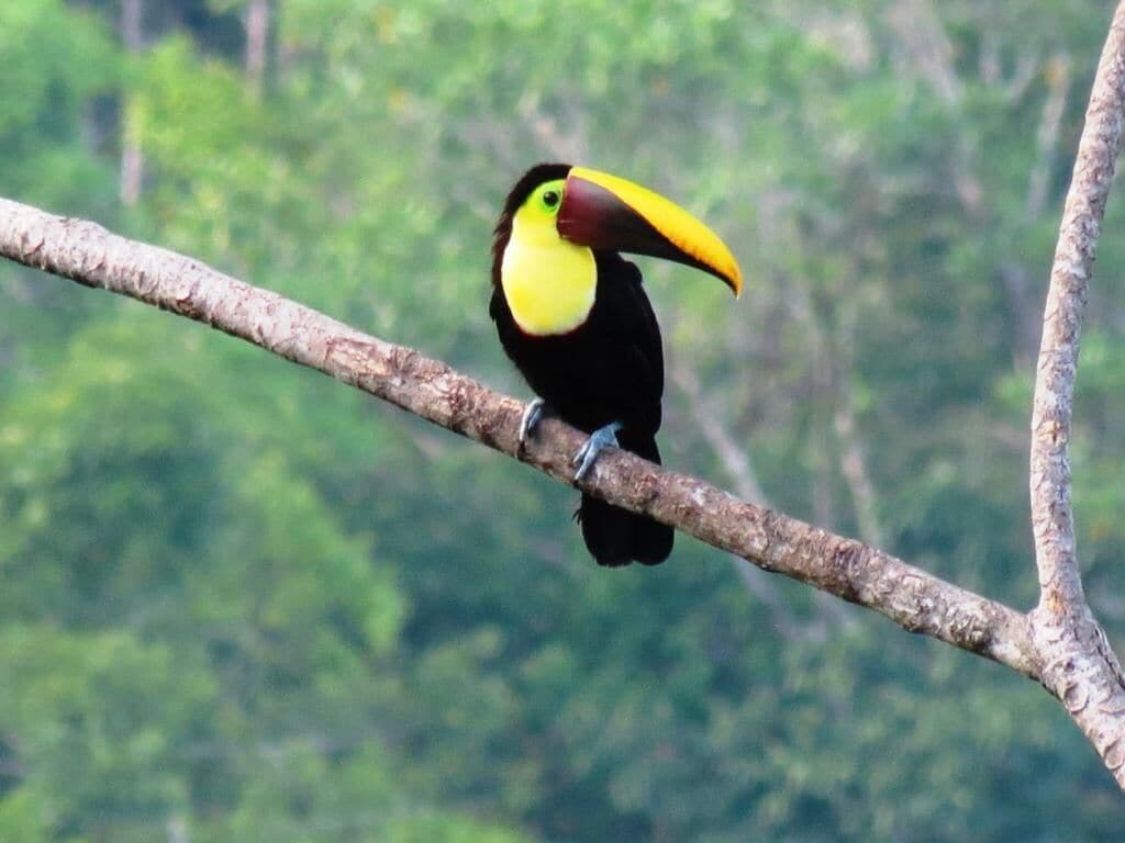 A toucan perched on a branch.