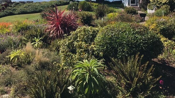 A coastal house with a large tree in the garden, a view of the ocean, and a well-maintained lawn. - Agate Cove Inn (Mendocino)