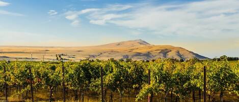 A vineyard with rows of grapevines and a mountain in the background.
