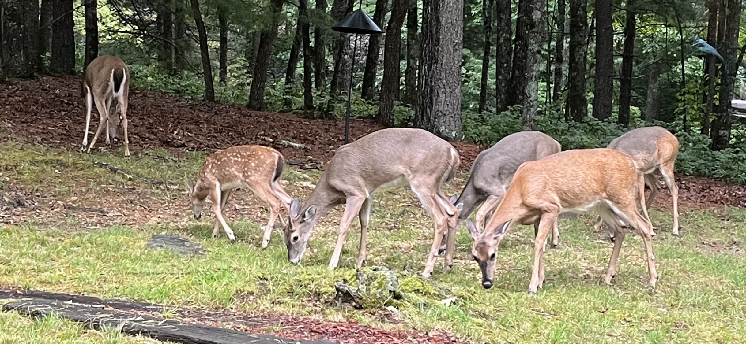 A group of deer grazing in a grassy area with trees in the background.