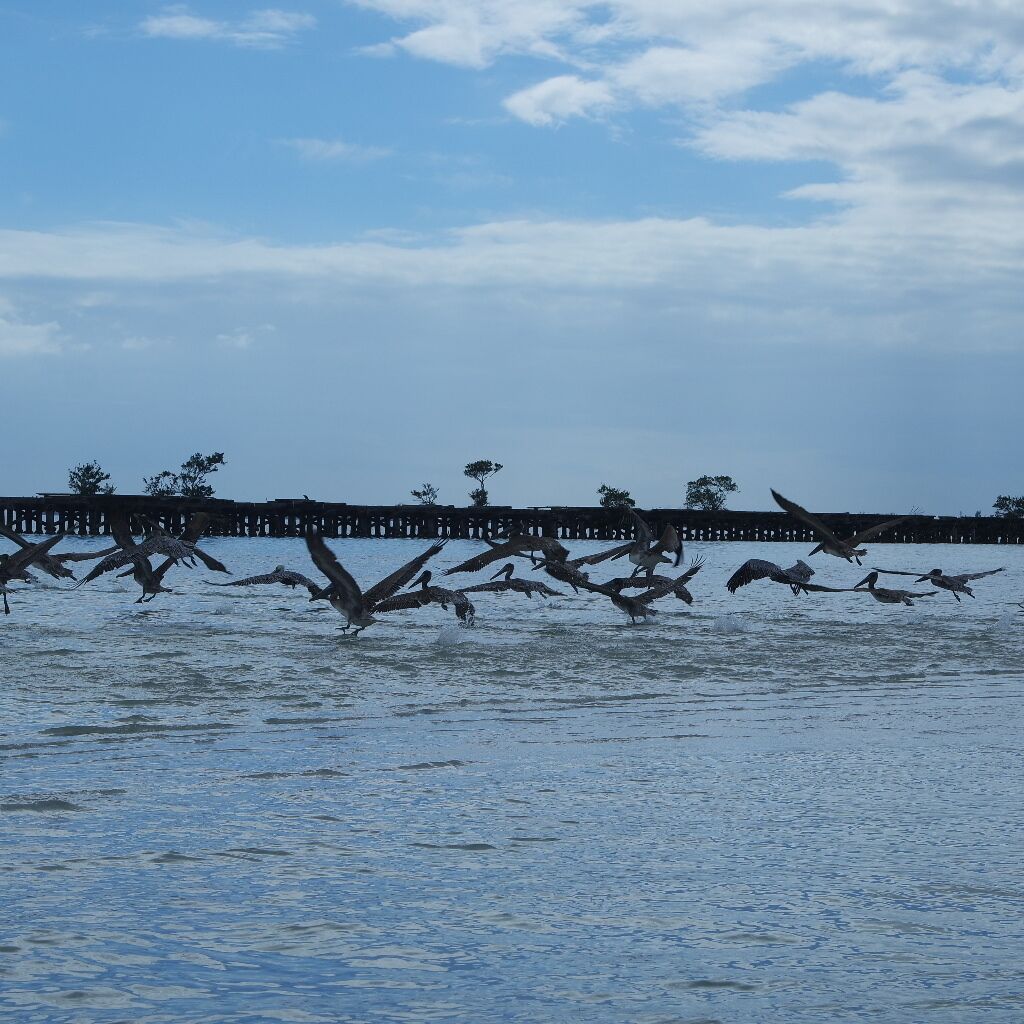 Une jetée s’avançant dans une étendue d’eau calme, avec des oiseaux qui volent au-dessus.