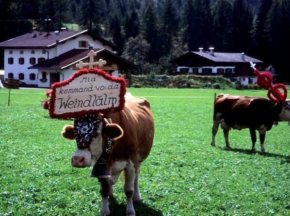 Eine Kuh mit einem Schild in einem grasbewachsen Feld, im Hintergrund Häuser.