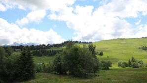 A grassy field with trees and a clear sky.