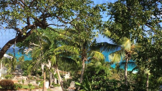 A lush garden with palm trees and a clear blue sky. - Beautiful Hibiscus House (Governor's Harbour)