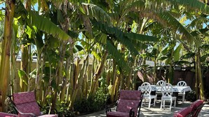 En udendørs terrasse med bålsted, siddeområde og frodig bananpalmelund.