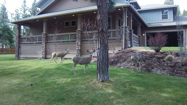 A large house with a stone facade, a covered porch, and a well-maintained lawn. - Skyline Lodge, Gorgeous Setting, Walk to Downtown! (Bend)