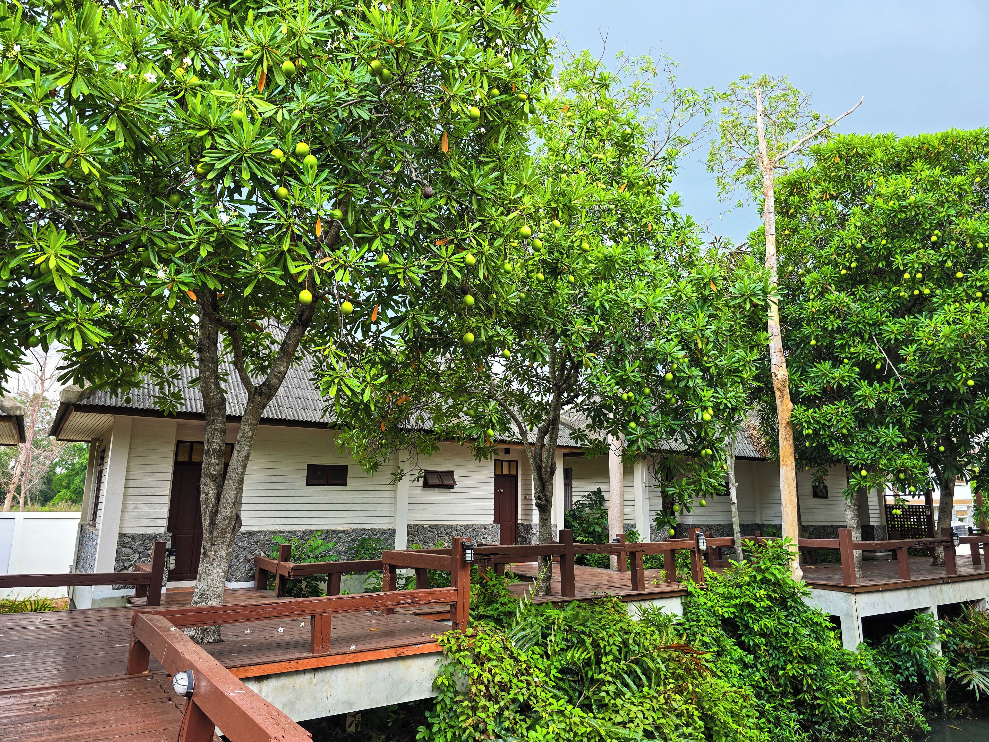 Une maison traditionnelle en bois, avec un toit recouvert de tuiles, entourée d’une végétation luxuriante et accessible par un pont en bois.