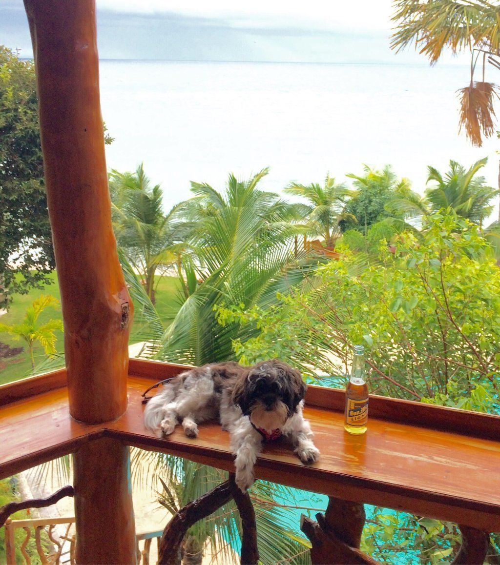 A dog resting on a wooden ledge with a view of the ocean and palm trees.