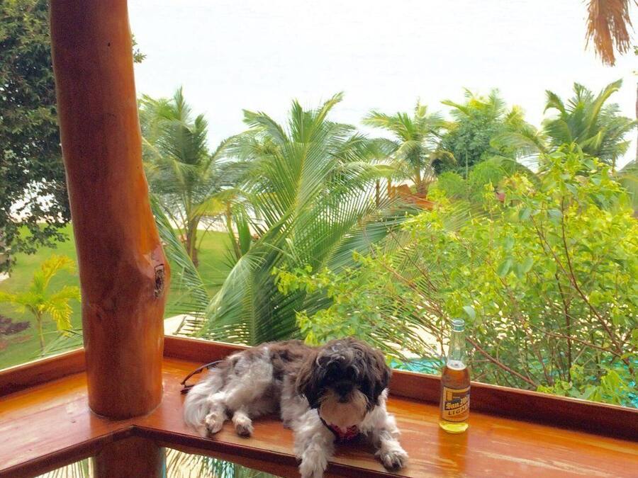 A dog resting on a wooden ledge with a view of the ocean and palm trees.