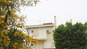 Un immeuble de deux étages avec une façade beige, un petit balcon et un arbre à feuilles persistantes vert devant.