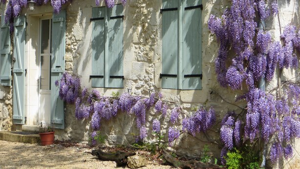 A rustic stone building with green shutters and purple wisteria vines. - Beautiful Stone Farmhouse With Heated Pool And Views Across Rolling Countryside (Gondrin)