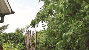 A garden with a pathway, a tree, and a hedge.