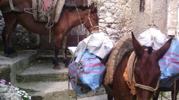 Two donkeys with saddles, tied to a stone wall, in a rustic setting with steps and a flower bed.