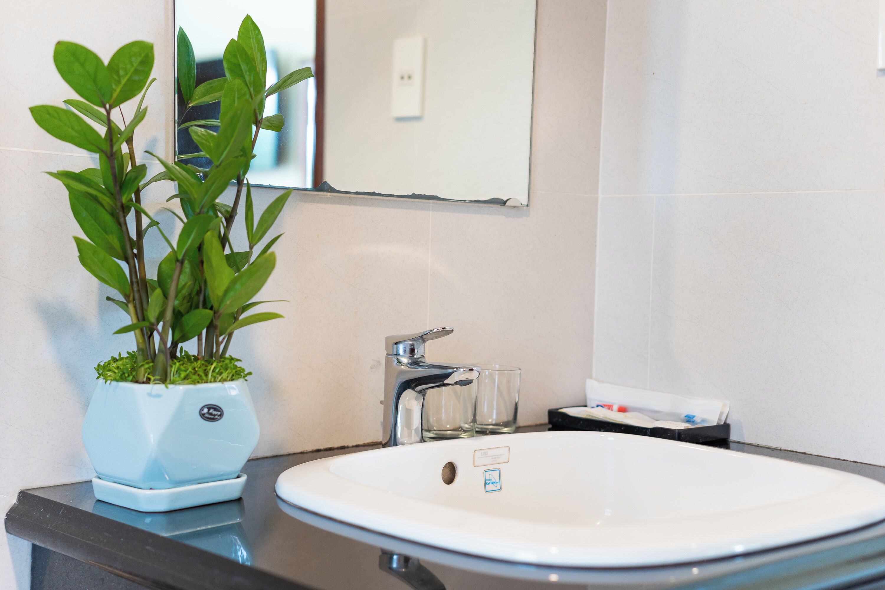 Un lavamanos de baño con una planta en maceta, un espejo y un vaso de agua sobre el mostrador.